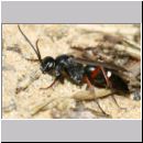 Episyron rufipes - Wegwespe m04b.jpg